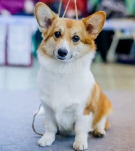 Племенная сука вельш корги пемброк ANDVOL TARA REID питомника вельш корги пемброк CLAN IRONHORN на выставке в Белгороде