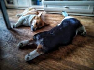 Кобель-производитель вельш корги пемброк ZELENAYA DOLINA MERCURY WINNER N/B питомника вельш корги пемброк CLAN IRONHORN отдыхает после тренировки