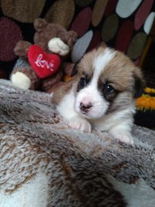 CLAN IRONHORN ARMSTRONG JAZZ на руках у заводчицы, рыже-белый кобель вельш корги пемброк из Владивостока, щенку 3 недели