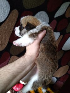 CLAN IRONHORN ARMSTRONG JAZZ исследует окружающий мир, рыже-белый кобель вельш корги пемброк из Владивостока, щенку 3 недели