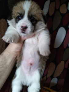 CLAN IRONHORN ARMSTRONG JAZZ во время кормления, рыже-белый кобель вельш корги пемброк из Владивостока, щенку 3 недели