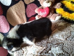 CLAN IRONHORN ANSAREM RUNOPLET (Купер) со своими братьями и сёстрами, щенку 3 недели