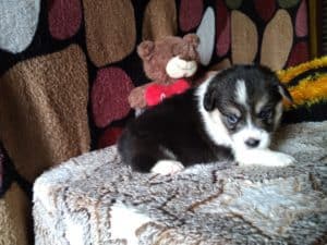 CLAN IRONHORN ANSAREM RUNOPLET (Купер) на руках у заводчицы, щенку 3 недели