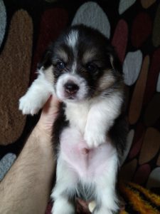 CLAN IRONHORN ANSAREM RUNOPLET (Купер) исследует пространство, щенку 3 недели