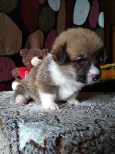 CLAN IRONHORN ALEKSANDR MAKKUIN (Шнапс) улыбается, щенку 3 недели