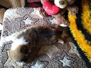 CLAN IRONHORN ALLA-VIKTORIYA (Аля), рыже-белая сука вельш корги пемброк, исследует пространство, щенку 3 недели