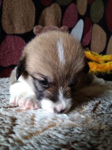 CLAN IRONHORN ALLA-VIKTORIYA (Аля), рыже-белая сука вельш корги пемброк, позирует с игрушкой, щенку 3 недели