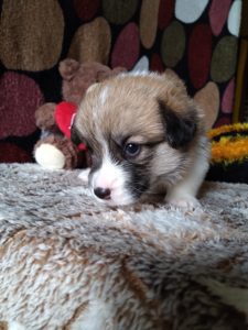 CLAN IRONHORN ADAMANT RINN в кругу семьи, щенку 3 недели