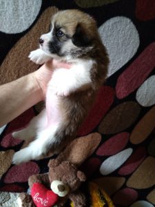 CLAN IRONHORN ADAMANT RINN в окружении братьев и сестёр, щенку 3 недели