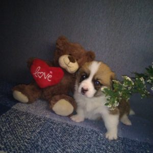 CLAN IRONHORN ARMSTRONG JAZZ, рыже-белый кобель вельш корги пемброк, живёт во Владивостоке, щенку 3 недели