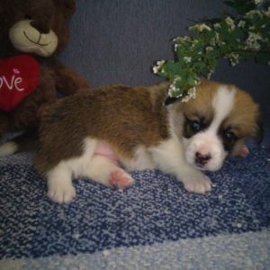 CLAN IRONHORN ARMSTRONG JAZZ играет, рыже-белый кобель вельш корги пемброк из Владивостока, щенку 3 недели