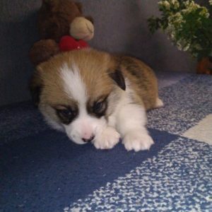 CLAN IRONHORN ARMSTRONG JAZZ отдыхает, рыже-белый кобель вельш корги пемброк из Владивостока, щенку 3 недели