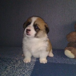 CLAN IRONHORN ARMSTRONG JAZZ с мамой, рыже-белый кобель вельш корги пемброк из Владивостока, щенку 3 недели