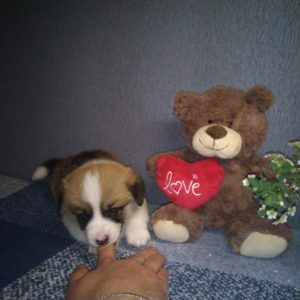 CLAN IRONHORN ARMSTRONG JAZZ со своими братьями и сёстрами, рыже-белый кобель вельш корги пемброк из Владивостока, щенку 3 недели