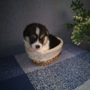 CLAN IRONHORN ANSAREM RUNOPLET (Купер) отдыхает, щенку 3 недели