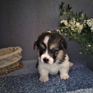 CLAN IRONHORN ANSAREM RUNOPLET (Купер) играет, щенку 3 недели