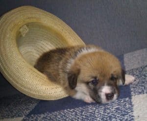 CLAN IRONHORN ALEKSANDR MAKKUIN (Шнапс), щенку 3 недели, фотосессия