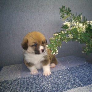 CLAN IRONHORN ALEKSANDR MAKKUIN (Шнапс) играет, щенку 3 недели