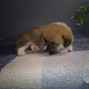 CLAN IRONHORN ALEKSANDR MAKKUIN (Шнапс) отдыхает, щенку 3 недели