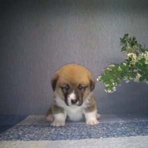 CLAN IRONHORN ALEKSANDR MAKKUIN (Шнапс) позирует, щенку 3 недели