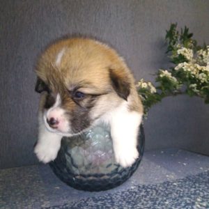 CLAN IRONHORN ALLA-VIKTORIYA (Аля), рыже-белая сука вельш корги пемброк, щенку 3 недели