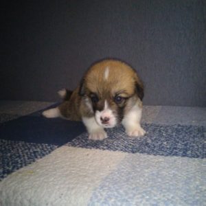 CLAN IRONHORN ALLA-VIKTORIYA (Аля) играет, рыже-белая сука вельш корги пемброк, щенку 3 недели