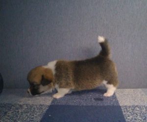 CLAN IRONHORN ALLA-VIKTORIYA (Аля) отдыхает, рыже-белая сука вельш корги пемброк, щенку 3 недели