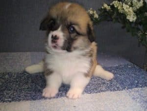 CLAN IRONHORN ALLA-VIKTORIYA (Аля) с мамой, рыже-белая сука вельш корги пемброк, щенку 3 недели