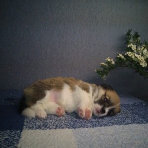 CLAN IRONHORN ADAMANT RINN, щенку 3 недели, фотосессия