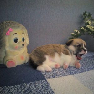 CLAN IRONHORN ADAMANT RINN играет, щенку 3 недели