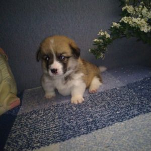 CLAN IRONHORN ADAMANT RINN отдыхает, щенку 3 недели