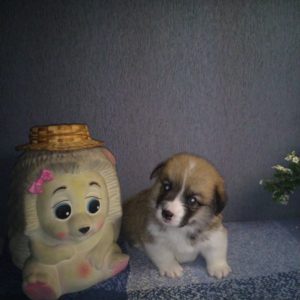 CLAN IRONHORN ADAMANT RINN исследует пространство, щенку 3 недели