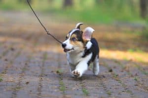 Кобель вельш корги пемброк ZELENAYA DOLINA MERCURY WINNER N/B получает награду на выставке