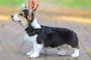 Вельш корги пемброк ZELENAYA DOLINA MERCURY WINNER N/B с хендлером на выставке