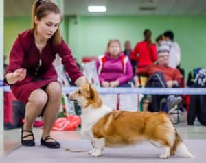 ANDVOL TARA REID — племенная сука вельш корги пемброк из CLAN IRONHORN, результат ОТЛ ЮКЧК на выставке в Белгороде