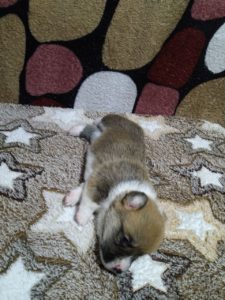 CLAN IRONHORN ALEKSANDR MAKKUIN (Шнапс), щенку 2 недели, фотосессия