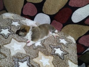 CLAN IRONHORN ALEKSANDR MAKKUIN (Шнапс) исследует пространство, щенку 2 недели