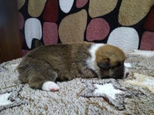 CLAN IRONHORN ALEKSANDR MAKKUIN (Шнапс) позирует, щенку 2 недели