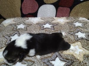 CLAN IRONHORN ANSAREM RUNOPLET (Купер), щенку 2 недели, фотосессия