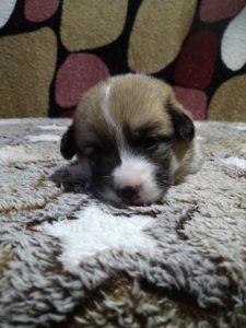 CLAN IRONHORN ADAMANT RINN отдыхает, щенку 3 недели