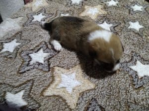 CLAN IRONHORN ADAMANT RINN, щенку 3 недели, фотосессия