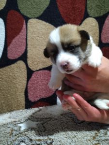 CLAN IRONHORN ARMSTRONG JAZZ, рыже-белый кобель вельш корги пемброк, щенку 2 недели