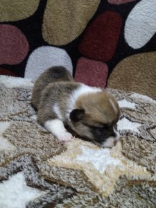 CLAN IRONHORN ALLA-VIKTORIYA (Аля) отдыхает, рыже-белая сука вельш корги пемброк, щенку 2 недели