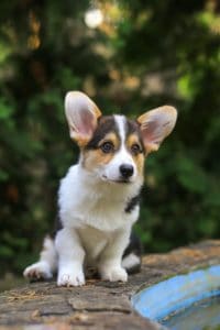 Кобель-производитель вельш корги пемброк ZELENAYA DOLINA MERCURY WINNER N/B на выставке „Соловьиная Роща“ в Курске