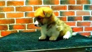 CLAN IRONHORN ADAMANT RINN, щенку 1 месяц, фотосессия