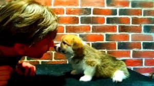 CLAN IRONHORN ADAMANT RINN отдыхает, щенку 1 месяц