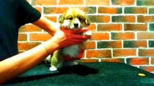 CLAN IRONHORN ADAMANT RINN исследует пространство, щенку 1 месяц