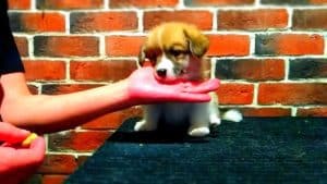 CLAN IRONHORN ADAMANT RINN позирует, щенку 1 месяц