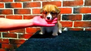 CLAN IRONHORN ADAMANT RINN общается с заводчиком, щенку 1 месяц