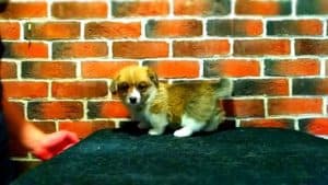 CLAN IRONHORN ADAMANT RINN на прогулке, щенку 1 месяц